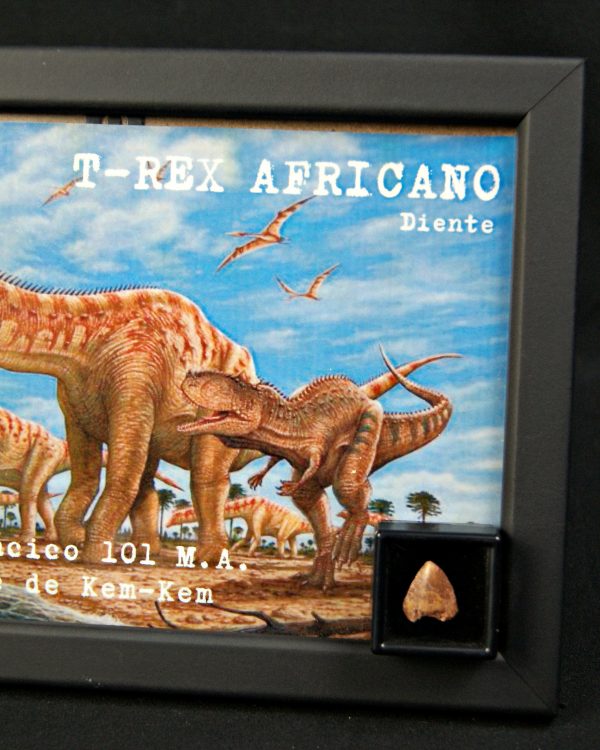 SONY DSC Carcharodontosaurus saharicus kem kem