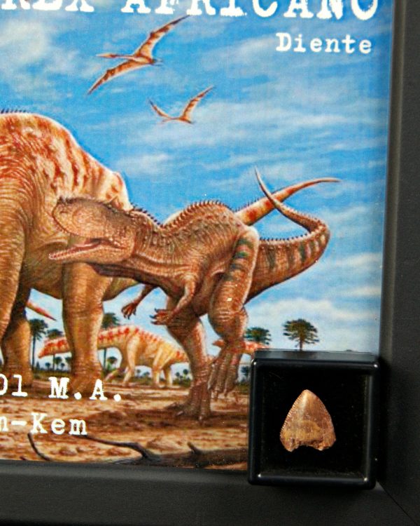 SONY DSC Carcharodontosaurus saharicus kem kem