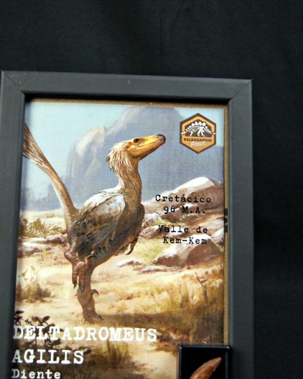 Diente de Deltadromeus agilis