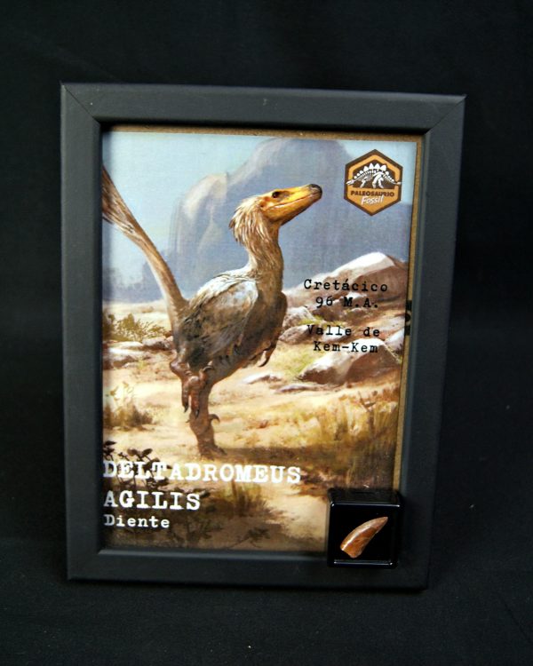 Diente de Deltadromeus agilis