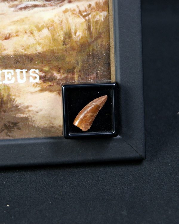 Diente de Deltadromeus agilis