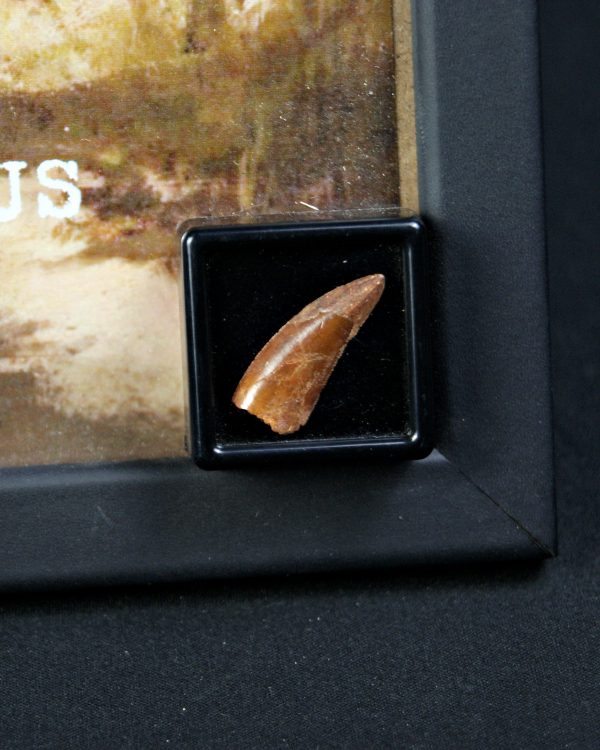 Diente de Deltadromeus agilis