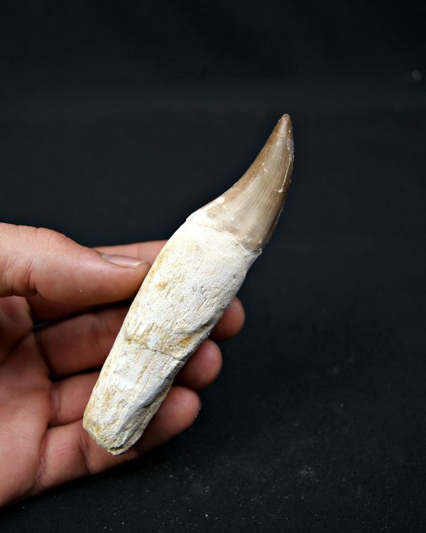 Eremiasaurus heterodontus