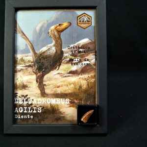 Diente de Deltadromeus agilis