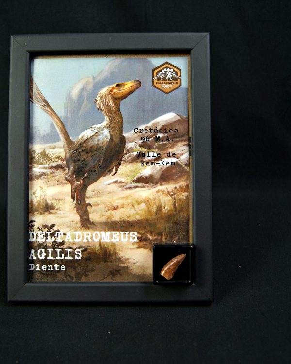 Diente de Deltadromeus agilis