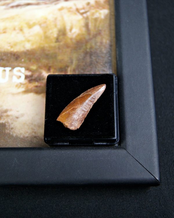 Diente de Deltadromeus agilis