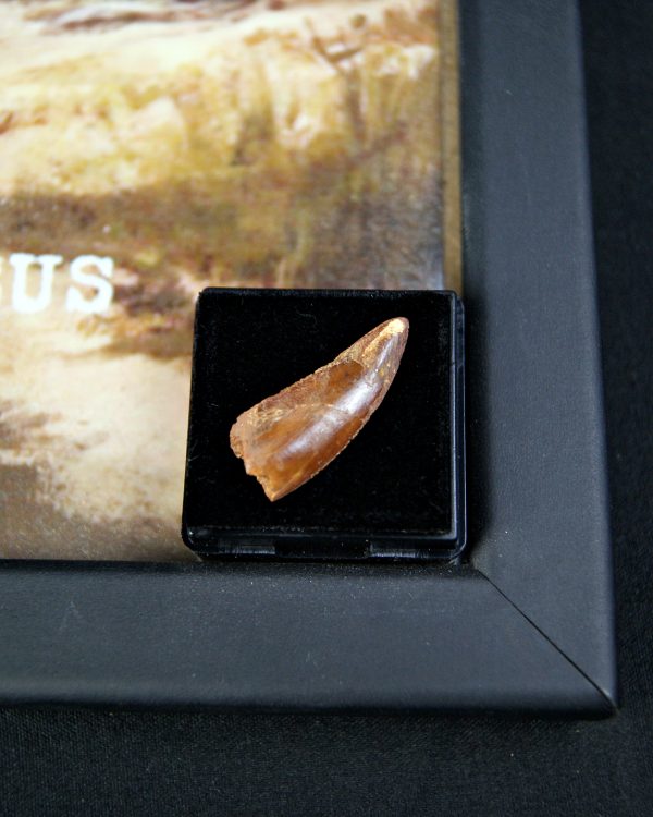 Diente de Deltadromeus agilis