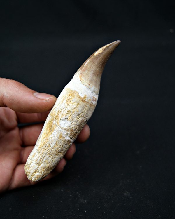 Eremiasaurus heterodontus