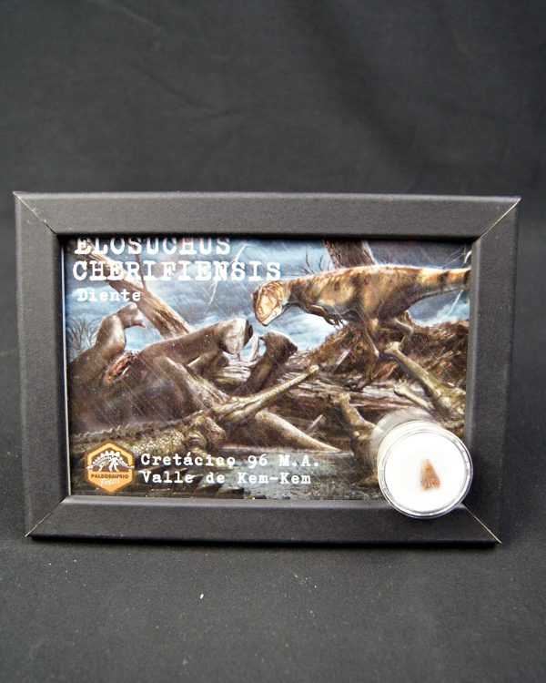 Elosuchus cherifensis