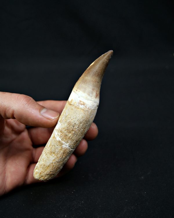 Eremiasaurus heterodontus