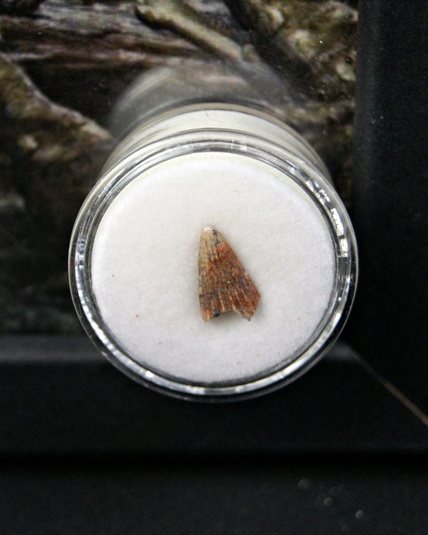 Elosuchus cherifensis