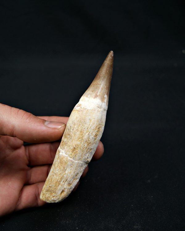 Eremiasaurus heterodontus