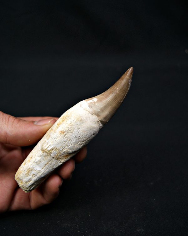 Eremiasaurus heterodontus