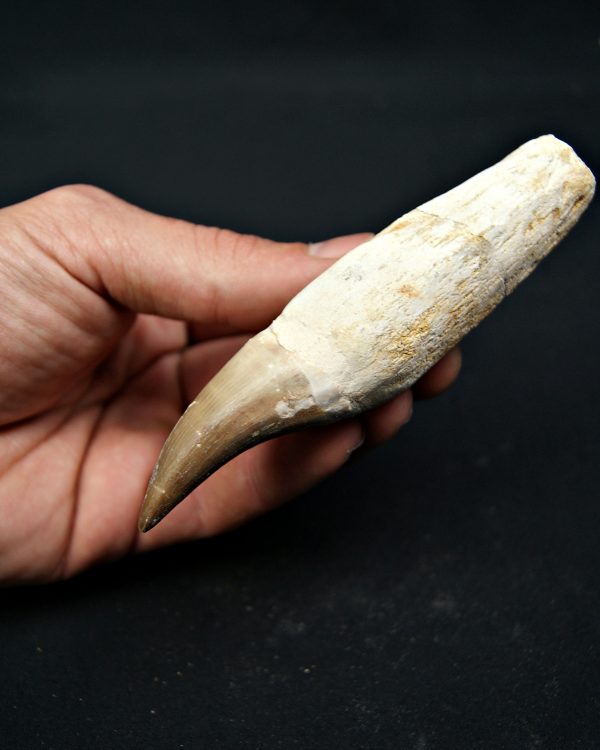 Eremiasaurus heterodontus