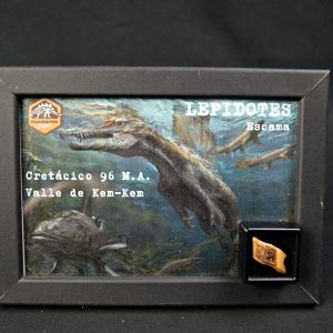 Escama de Lepidotes pawdowski