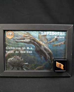 Escama de Lepidotes pawdowski