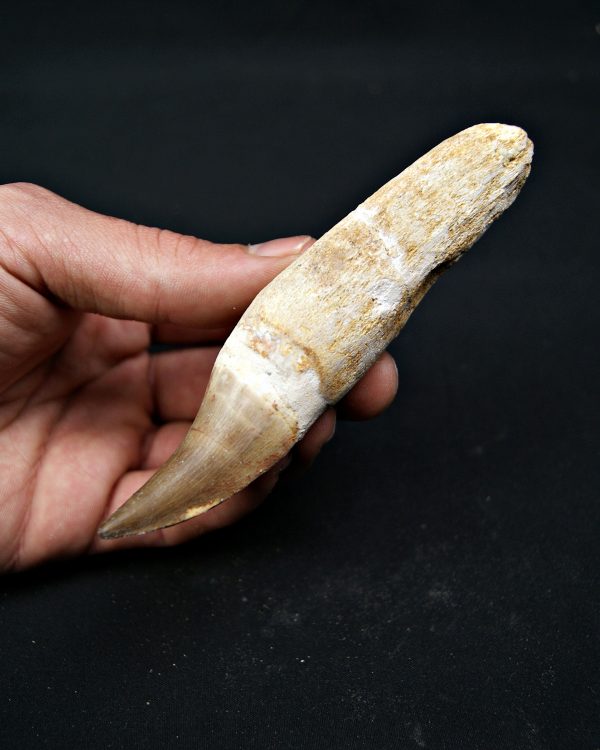 Eremiasaurus heterodontus