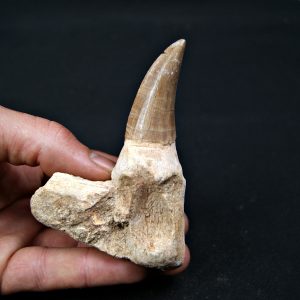 Mosasaurus hoffmanni