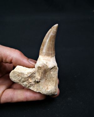 Mosasaurus hoffmanni