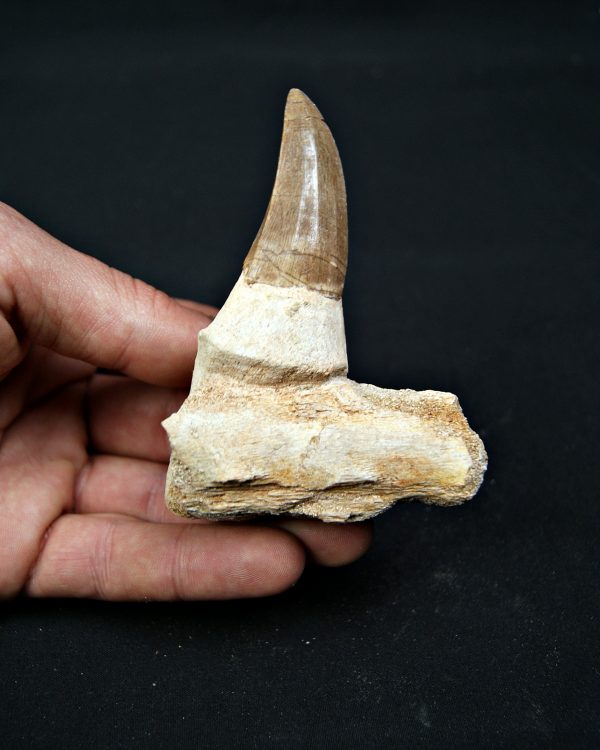 Mosasaurus hoffmanni