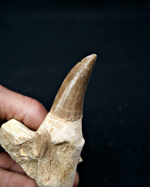 Mosasaurus hoffmanni