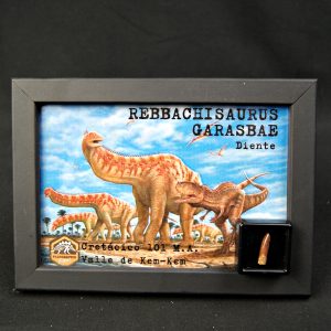 Diente de Rebbachisaurus garasbae