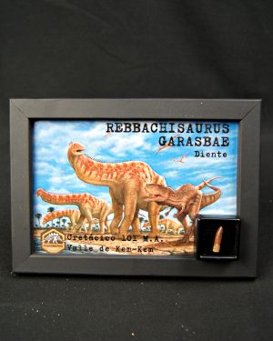 Diente de Rebbachisaurus garasbae