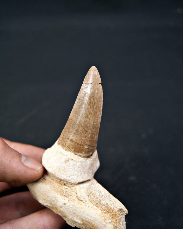 Mosasaurus hoffmanni