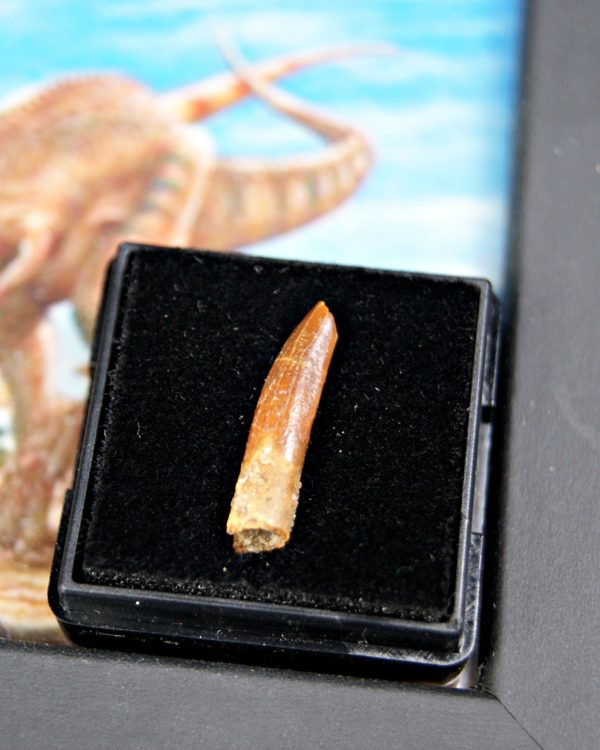 Diente de Rebbachisaurus garasbae