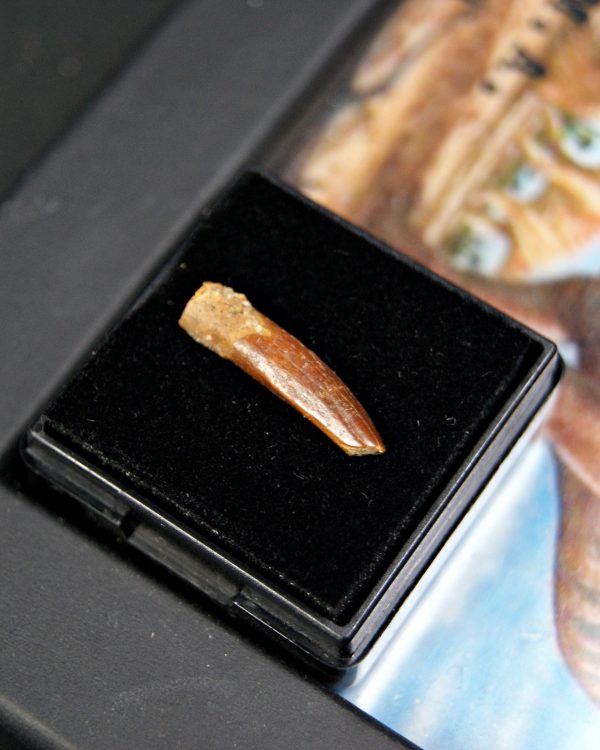 Diente de Rebbachisaurus garasbae