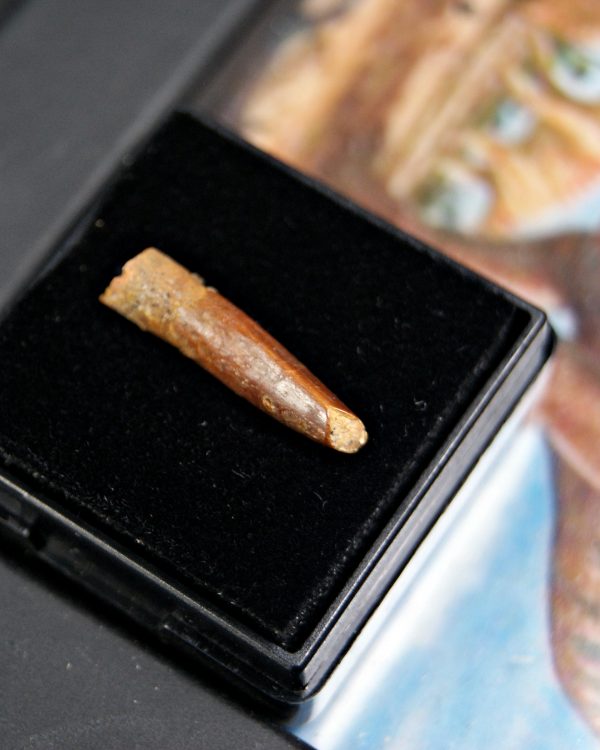 Diente de Rebbachisaurus garasbae