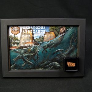 Diente de Ceratodus africanus