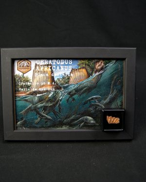 Diente de Ceratodus africanus