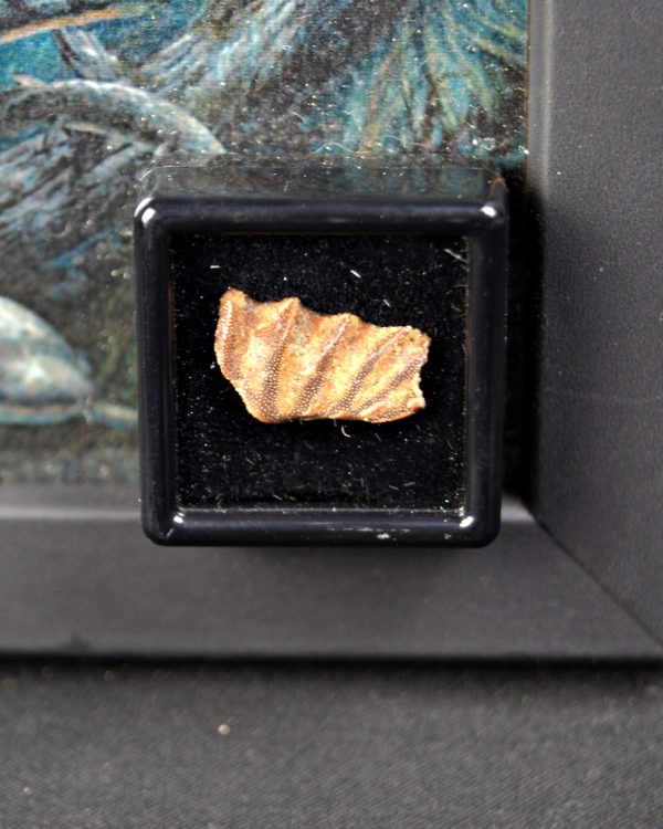 Diente de Ceratodus africanus