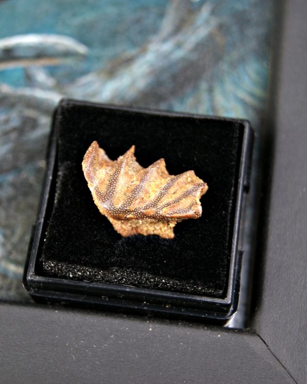 Diente de Ceratodus africanus