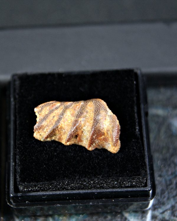 Diente de Ceratodus africanus