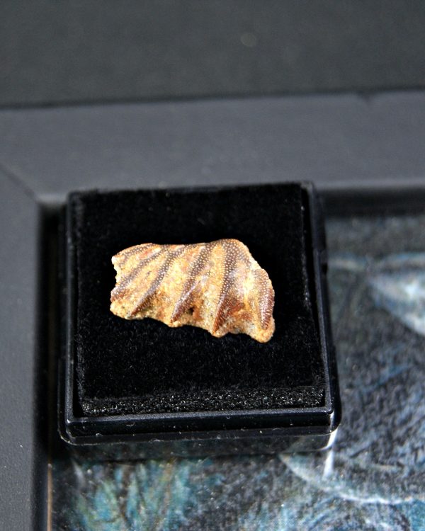 Diente de Ceratodus africanus