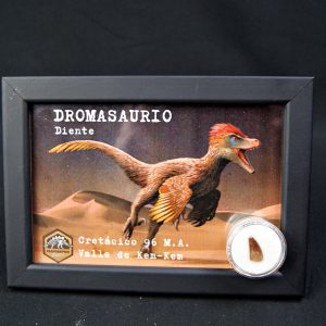 Diente de Dromaeosaurio