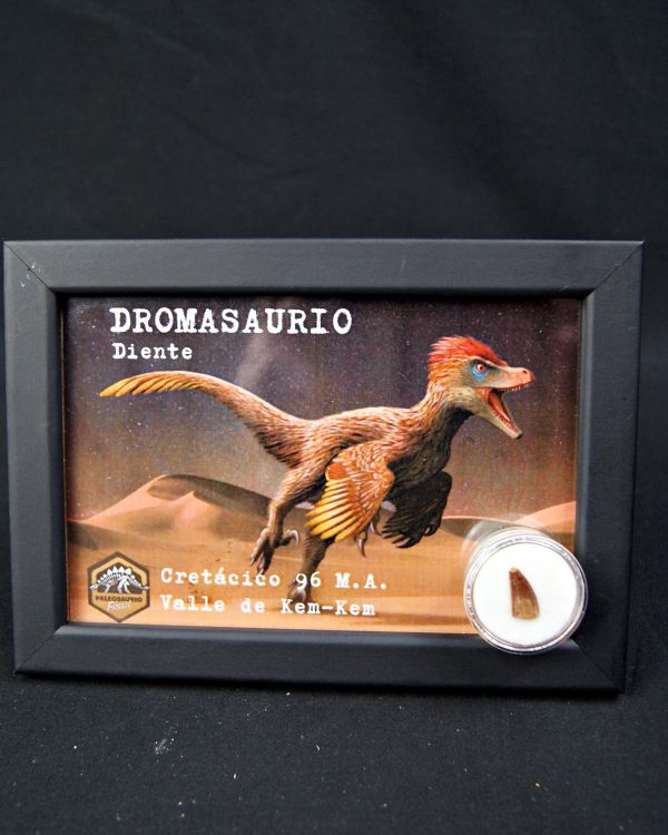 Diente de Dromaeosaurio