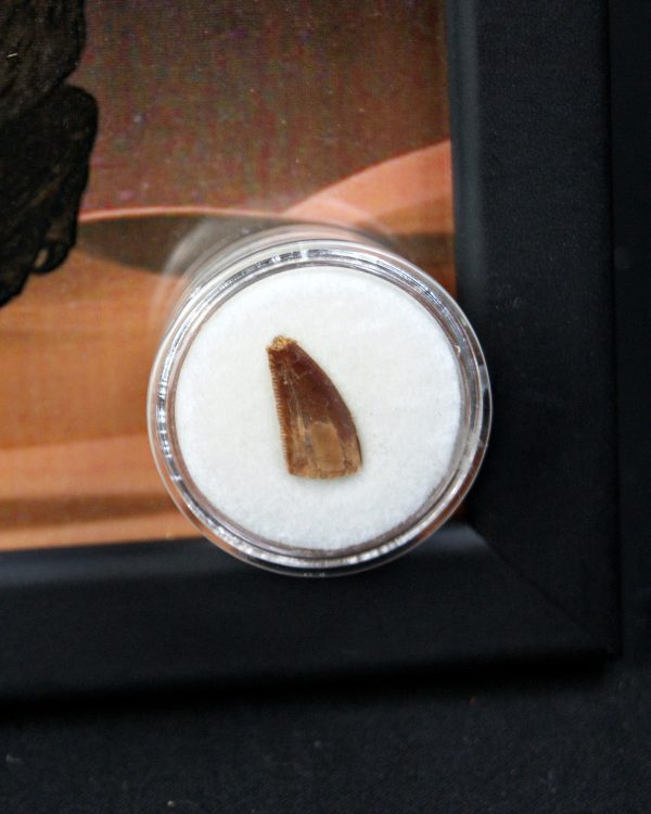 Diente de Dromaeosaurio