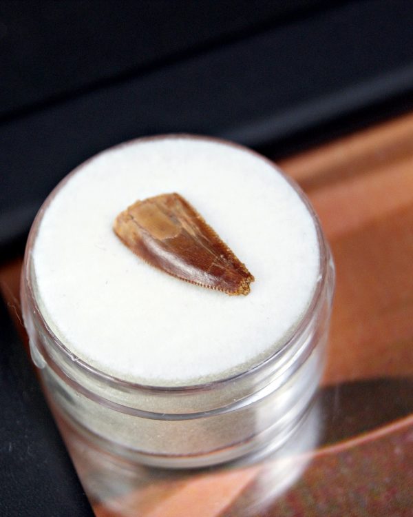 Diente de Dromaeosaurio