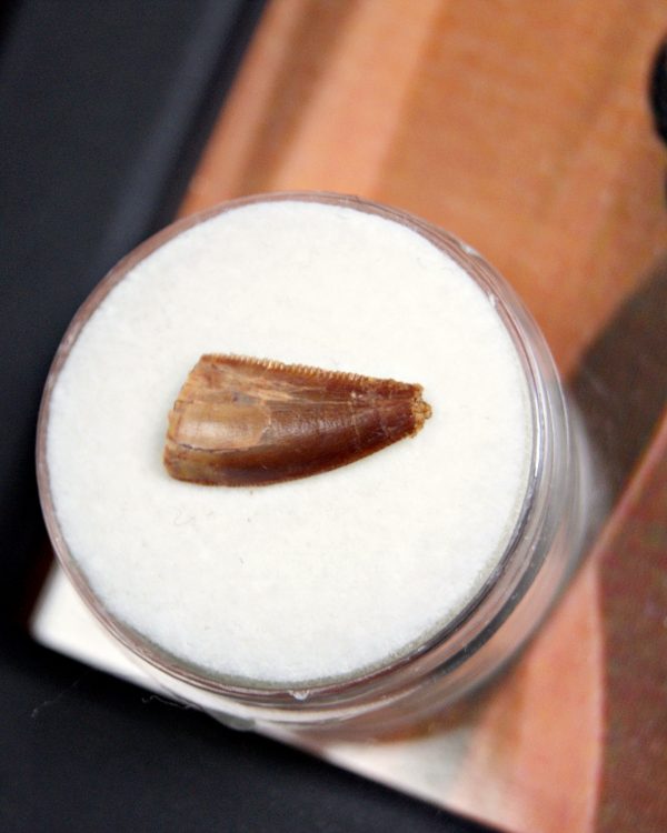 Diente de Dromaeosaurio