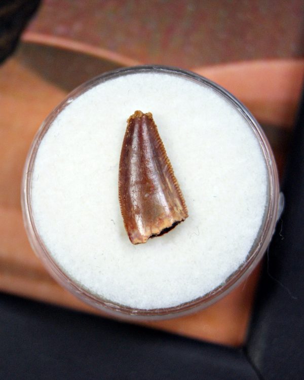 Diente de Dromaeosaurio