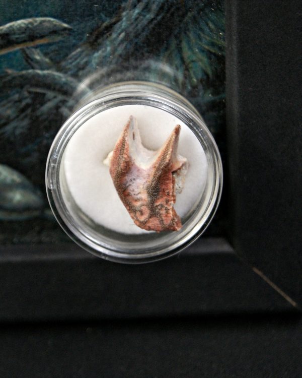 Ceratodus africanus Valle de Kem Kem