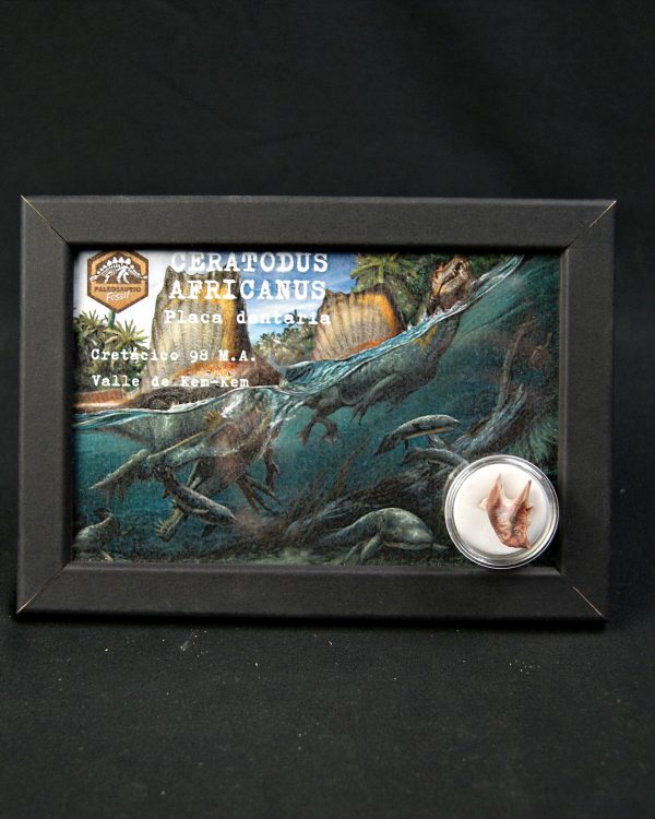 Ceratodus africanus Valle de Kem Kem