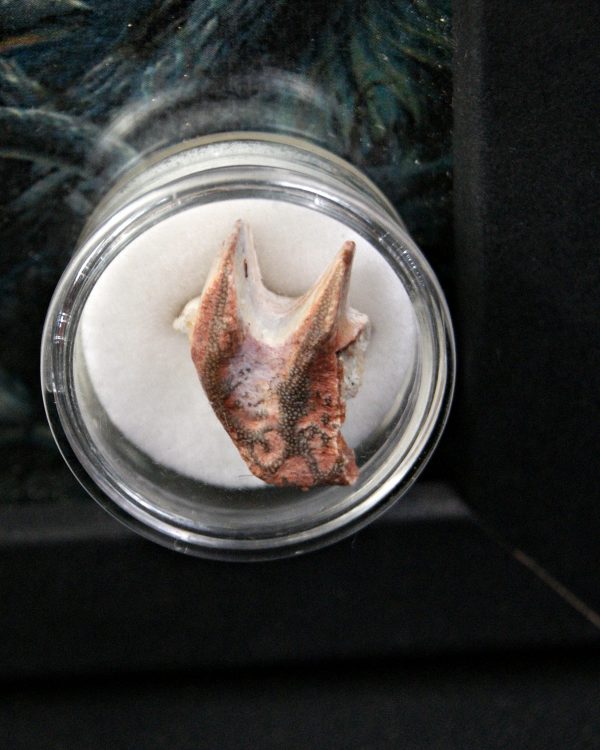 Ceratodus africanus Valle de Kem Kem