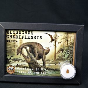 Diente de Elosuchus cherifensis