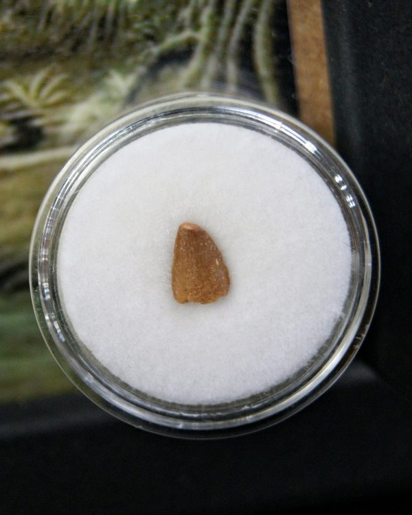 Diente de Elosuchus cherifensis