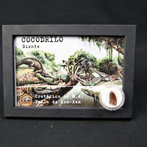 Diente de Elosuchus cherifensis