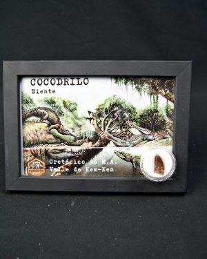 SONY DSC Diente de Elosuchus cherifensis